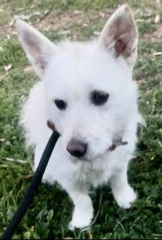 Cali -  West Highland White Terrier Westie and Scottish Terrier Dog for Adoption in Manhattan Beach, California - Cali | PetCurious