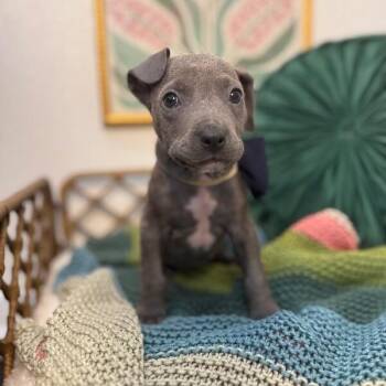 American Staffordshire Terrier and Pit Bull Terrier Dogs Available for Adoption in Friendswood, Texas - Darwin Tulip | PetCurious