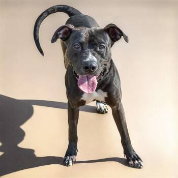 Pit Bull Terrier and Mixed Breed Dogs Available for Adoption in St. Louis, Missouri - DINGO | PetCurious