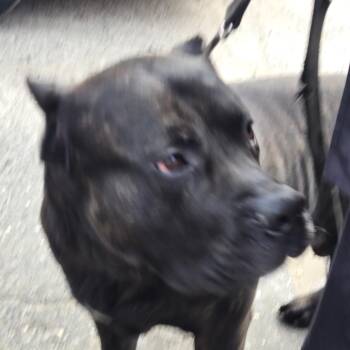 Mixed Breed Dogs Available for Adoption - Biggie Smalls | PetCurious