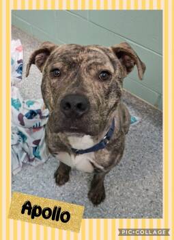 Apollo -  Pit Bull Terrier Dog for Adoption in Iron River, Michigan - Apollo | PetCurious