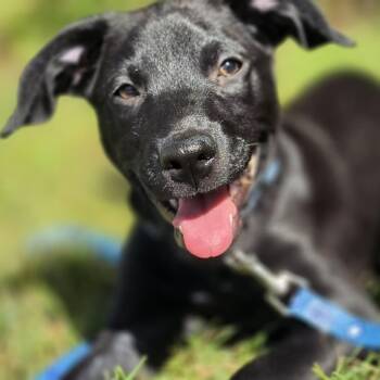 Penelope -  Mixed Breed Dog for Adoption in Alma, Wisconsin - Penelope | PetCurious