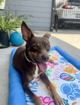Sinatra -  Miniature Pinscher Dog for Adoption in Pittsburgh, Pennsylvania - Sinatra | PetCurious