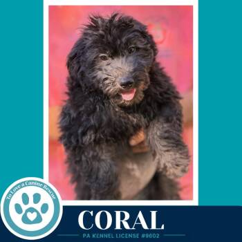 Coral (Seashore Squad) 101726 -  Poodle Dog for Adoption in Kimberton, Pennsylvania - Coral (Seashore Squad) 101726 | PetCurious