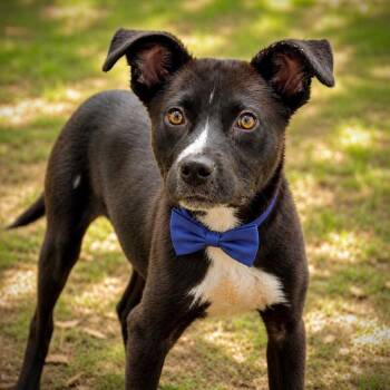 Clyde -  Mixed Breed Dog for Adoption in Little Rock, Arkansas - Clyde | PetCurious