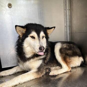 Deidra -  Husky and Mixed Breed Dog Available for Adoption in Edinburg, Texas - Deidra | PetCurious