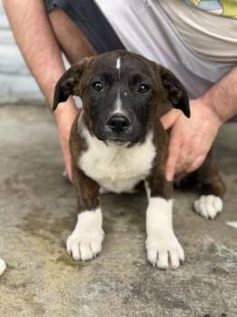 Mastiff and Mixed Breed Dogs Available for Adoption in Morton Grove, Illinois - Ophelia | PetCurious