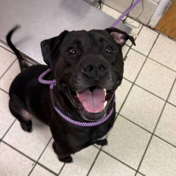 Sparky -  Mixed Breed Dog for Adoption in Charleston, West Virginia - Sparky | PetCurious