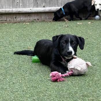 Mixed Breed Dogs Available for Adoption - Blossom | PetCurious