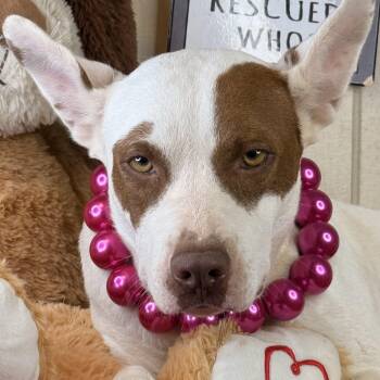 Kaylynn - 150 adoption fee -  Pit Bull Terrier Dog for Adoption in Atlanta, Texas - Kaylynn - 150 Adoption Fee | PetCurious
