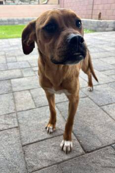 Mastiff Dogs Available for Adoption in Mesa, Arizona - Janice | PetCurious