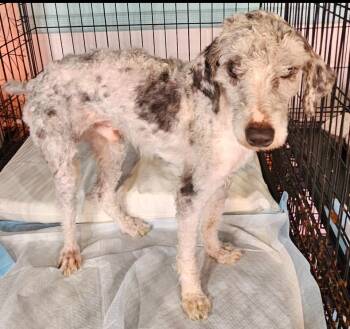 Rescue Poodle Dogs for Adoption - Daddy O | PetCurious