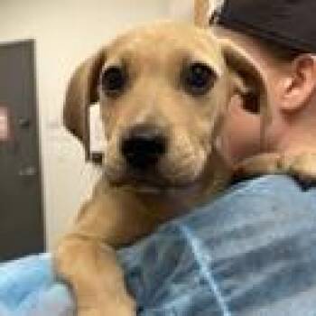 Labrador Retriever and Mixed Breed Dogs Available for Adoption in Tampa, Florida - Nova Scotia | PetCurious