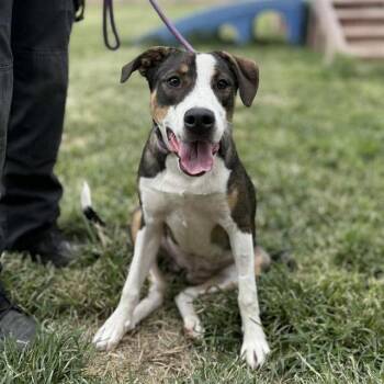 Foxhound Dogs Available for Adoption - EVIEE | PetCurious