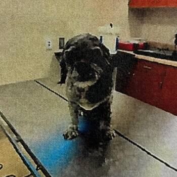 Aria -  Cockapoo Dog for Adoption in San Pablo, California - Aria | PetCurious