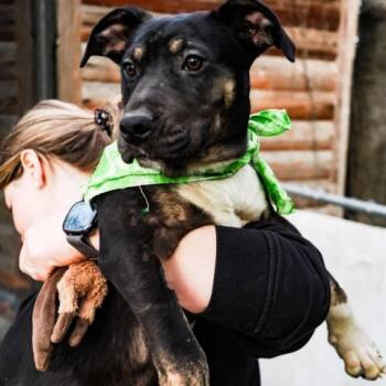 Rescue Black Labrador Retriever Dogs for Adoption in Enterprise, Alabama - Kansas | PetCurious