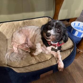 Havanese Dogs Available for Adoption - Hannah | PetCurious