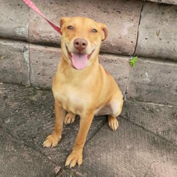 Wren -  Labrador Retriever Dog for Adoption in Harlingen, Texas - Wren | PetCurious