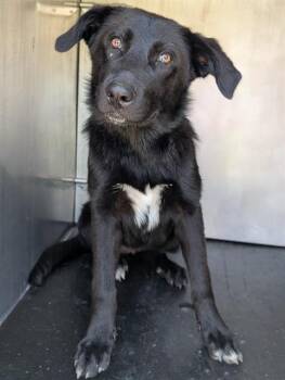 YIN -  Labrador Retriever Dog for Adoption in San Antonio, Texas - YIN | PetCurious