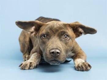MILKSHAKE -  Pit Bull Terrier Dog for Adoption in Phoenix, Arizona - MILKSHAKE | PetCurious