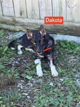 Dakota (4.5mo PUPPY) -  Husky and German Shepherd Dog Dog for Adoption in Greeneville, Tennessee - Dakota (4.5mo PUPPY) | PetCurious