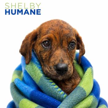 Kayce -  Mixed Breed Dog for Adoption in Columbiana, Alabama - Kayce | PetCurious