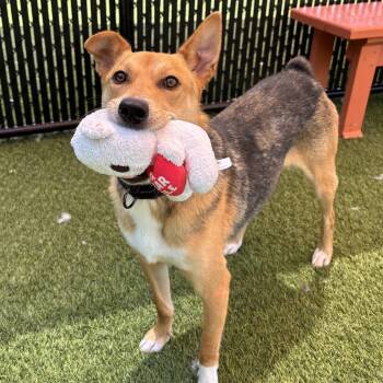 Rescue Mountain Cur and Finnish Spitz Dogs for Adoption - Tommy | PetCurious