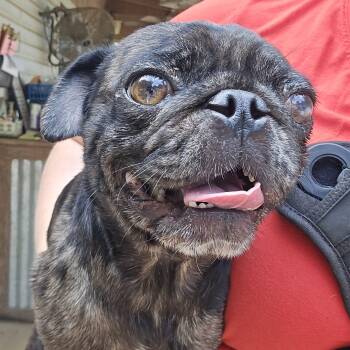 Swishmallow -  Pug Dog for Adoption in Athens, Alabama - Swishmallow | PetCurious