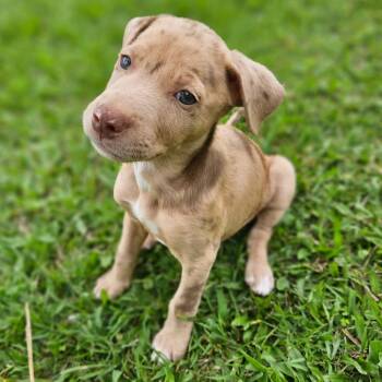 Mixed Breed Dogs Available for Adoption in Keaau, Hawaii - Down Under Litter : Manuka | PetCurious