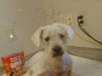 Poodle and Mixed Breed Dogs Available for Adoption - A915069 | PetCurious