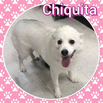 American Eskimo Dog Dogs Available for Adoption in Tucson, Arizona - Chiquita | PetCurious