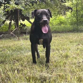 Rescue Mixed Breed Dogs for Adoption in Tylertown, Mississippi - Cash | PetCurious