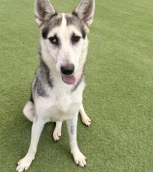 Muffin -  Husky Dog for Adoption in Huntington, New York - Muffin | PetCurious