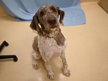 Old English Sheepdog and Labradoodle Dogs Available for Adoption - Archie | PetCurious