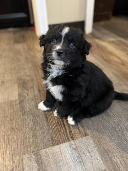 Pomeranian and Australian Shepherd Dogs Available for Adoption - Churro | PetCurious