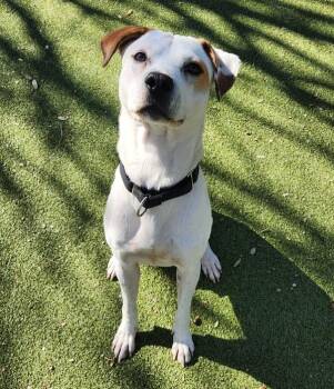 English Pointer and American Bulldog Dogs Available for Adoption - Pooh | PetCurious