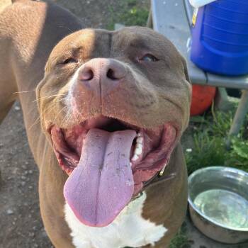 Mastiff Dogs Available for Adoption - Mellow | PetCurious