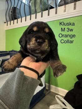 Kluska -  Terrier and Shepherd Dog for Adoption in Colorado Springs, Colorado - Kluska | PetCurious