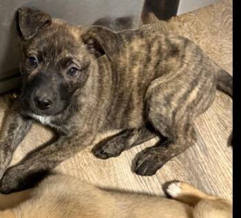 Shepherd Dogs Available for Adoption - Zephyr  | PetCurious