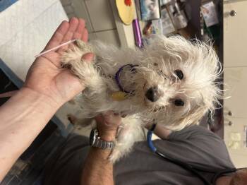 Glinda -  Maltese and Morkie Dog for Adoption - Glinda | PetCurious