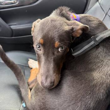 Minnie C-34132 -  Doberman Pinscher and Mixed Breed Dog for Adoption in Oklahoma City, Oklahoma - Minnie C-34132 | PetCurious