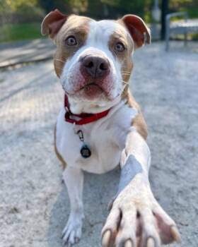 Bruno -  Mixed Breed Dog for Adoption in Fairfax, Virginia - Bruno | PetCurious