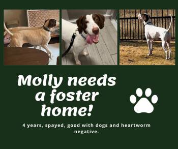 Rescue English Pointer Dogs for Adoption in Bridgeton, New Jersey - Needs Foster Molly (TX) | PetCurious