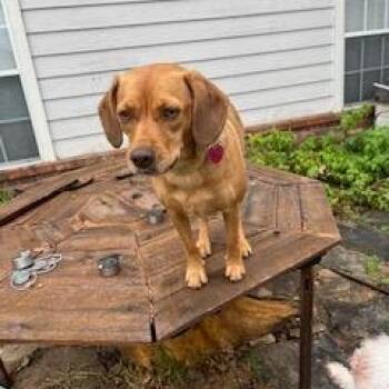 Ripley -  Beagle and Mixed Breed Dog for Adoption in Tulsa, Oklahoma - Ripley | PetCurious