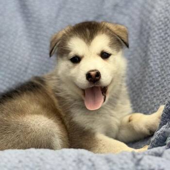 Marshmallow Pup - Little Debbie -  Shepherd and Husky Dog for Adoption in San Diego, California - Marshmallow Pup - Little Debbie | PetCurious