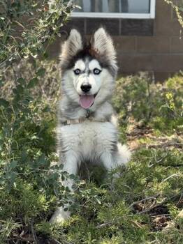 katalyst -  Siberian Husky Dog for Adoption in Eagle, Colorado - Katalyst | PetCurious