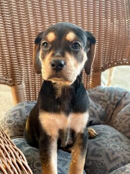 Marsha -  Hound and Shepherd Dog for Adoption in Irwin, Pennsylvania - Marsha | PetCurious