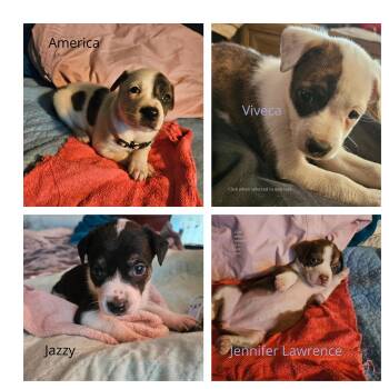Rat Terrier Dogs Available for Adoption in St. Petersburg, Florida - Baby Girl Puppies, Born March 10, 2026 | PetCurious