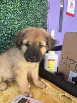 61572149 -  Shepherd and Mixed Breed Dog for Adoption in El Paso, Texas - 61572149 | PetCurious