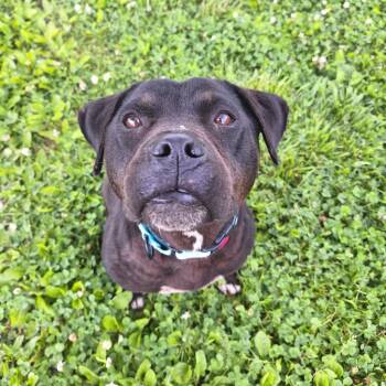 Rescue Mixed Breed Dogs for Adoption in Cape Girardeau, Missouri - Coco | PetCurious